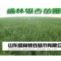 大量供應銀杏樹 2-80公分銀杏樹