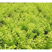 供金葉女貞 櫸樹、樸樹、銀杏樹、1-20公分法桐、高桿女貞