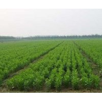 供應(yīng)6-12公分白蠟 15-40公分國(guó)槐