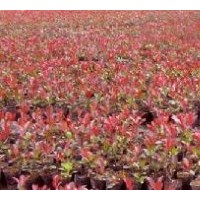 供應(yīng)紅葉石楠