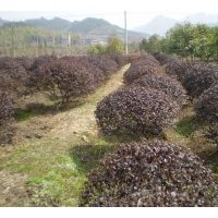 紅花繼木 紅葉石楠 美國紅楓 低價直銷