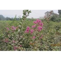 供紫薇 香樟 杜英 池杉 木荷 榿木 楓香 竹柏 桂花 羅漢松 紅豆杉