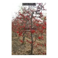 大量供應木瓜海棠、北美海棠