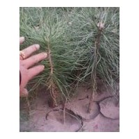 供應(yīng)大量樟子松苗營養(yǎng)缽苗1-3年的，油松苗1-2年的等等.....
