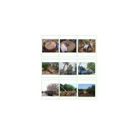 出售2-80公分實生嫁接苗木