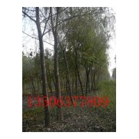 供應柳樹20公分柳樹30公分 柳樹基地