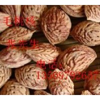 供應(yīng)白皮松籽、油松籽、雪松籽、側(cè)柏籽、毛桃籽、山桃籽、山杏籽