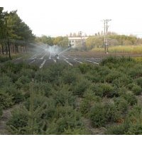 出售樟子松容器袋苗、云杉大苗、