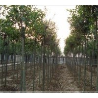 供應大葉女貞 高桿女貞 3公分4公分5公分6公分7公分8公分9公分