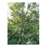 供應(yīng)茶條槭