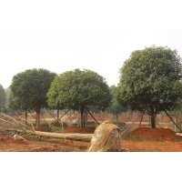 供應(yīng)大桂花，紅花丹桂