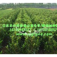 供應(yīng)法國冬青綠籬，法國冬青批發(fā)，珊瑚樹