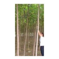 供應(yīng)火炬樹 4公分火炬樹