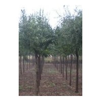 供應(yīng)絲綿木、絲綿木價(jià)格走勢