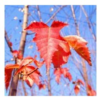 供應(yīng)耐寒樹種，耐寒彩葉樹，茶條樹