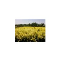 急售；金葉女貞，紅葉小檗，大小葉黃楊