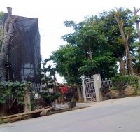 供應幌傘楓、藍花楹、宮粉紫荊、仁面、美麗異木棉