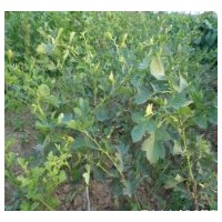 供應(yīng)山楂樹(shù) ，綠化用山楂樹(shù)，山楂樹(shù)價(jià)格，大山楂樹(shù)