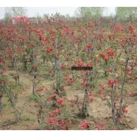 供應長壽樂海棠、木瓜海棠、北美海棠、西府海棠、世界一海棠