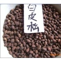 供應(yīng)白皮松種子