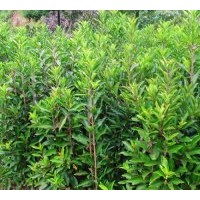 供應(yīng)法國冬青，法國冬青價格，法國冬青基地，法青價格(圖)