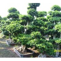 （泰國榕樹）造型盆景