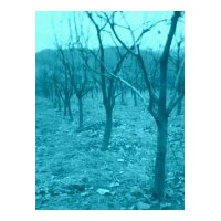 2011最新山西果苗|山西果苗基地|山西柿樹苗|專售柿樹苗