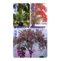 新品種花旗木,貝葉棕