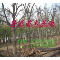 銷售：臭椿 毛白楊1-20公分，炮念.一條鞭。107速生楊、速生柳、