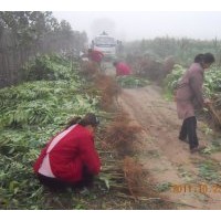 供桃苗 核桃苗 側(cè)柏苗 花椒苗 香椿苗 海棠系列 紅葉李 紅葉碧桃