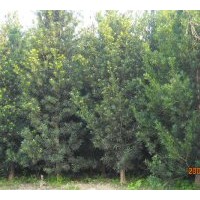 供應(yīng)羅漢松