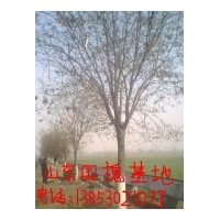 國槐 法桐 紫葉李