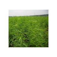 供應(yīng)桃樹苗 山桃苗 毛桃苗 占地桃樹苗