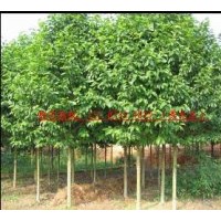 行道樹:杜英,桂花,樂昌含笑,香樟,欒樹,移栽楊梅,深山含笑等苗木