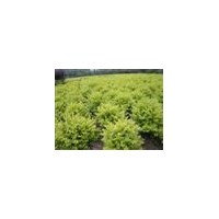 供應(yīng)金葉女貞球