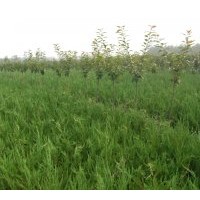 供應(yīng)：龍柏,櫻花,白皮松,華山松,黑松,泰山景松