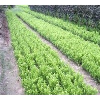 全國黃楊,龍柏.塔柏.蜀檜.木槿.水蠟.