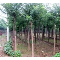 大量國槐、法桐、合歡、白蠟價格表