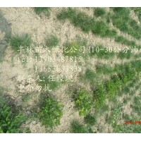 優(yōu)質(zhì)山西優(yōu)質(zhì)黃土油松當(dāng)年苗到10米山貨圃貨一應(yīng)俱全