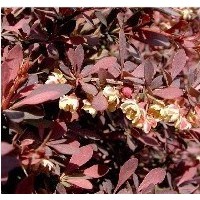供應(yīng)紅葉小檗，金葉女貞，金森女貞