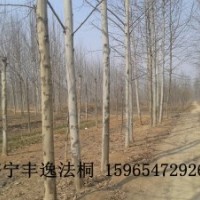 供應(yīng) 各種規(guī)格法桐 造型法桐