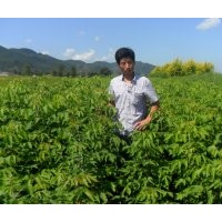 供應(yīng)扦插及播種苗和工程苗:丁香,連翹,梧桐