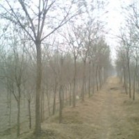 長期供應(yīng) 國槐 法桐等優(yōu)質(zhì)一級原生苗木