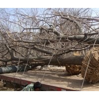 山東建民苗木基地供應(yīng)五公分國(guó)槐l六公分國(guó)槐20-60公分大國(guó)槐