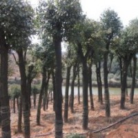 供應(yīng)喬木香樟樹、桂花樹、紅葉石楠、杜英樹、欒樹