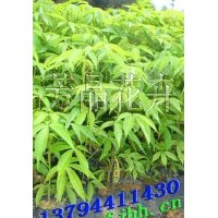 美麗木棉苗,美人樹苗,黃槐苗,多花紅千層苗,盆架子苗,竹柏苗