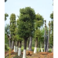 熟貨香樟、欒樹、香泡、桂花