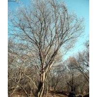 常年低價銷售綠化苗木 茶條槭