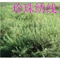 大量出售珍珠繡線菊