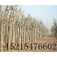 供應(yīng)大規(guī)格國(guó)槐